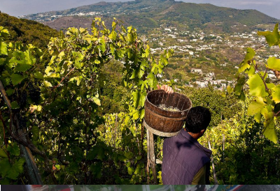 From 14th to 21st September guided tours of ancient cellars and lush vineyards for the 12th edition of Ischia's wine week.