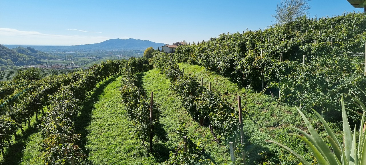 The Prosecco Hills