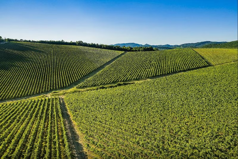 Rolling vineyards on sunlit hills in Tuscany under a clear blue sky