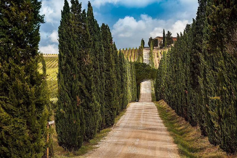 Cypress-lined gravel road leading up to a Chianti estate surrounded by vineyards under a bright sky.