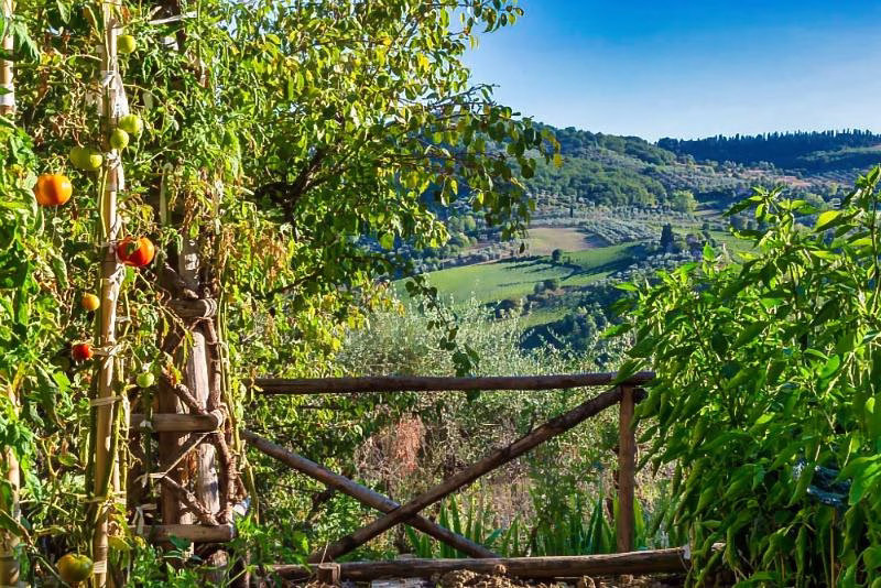 Vegetable garden overlooking the rolling green hills and olive groves of Chianti on a bright summer day.