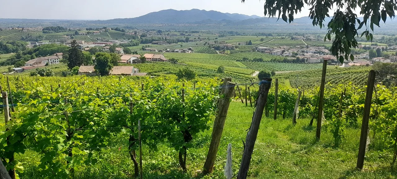 Vineyards and countryside in Northern Italy