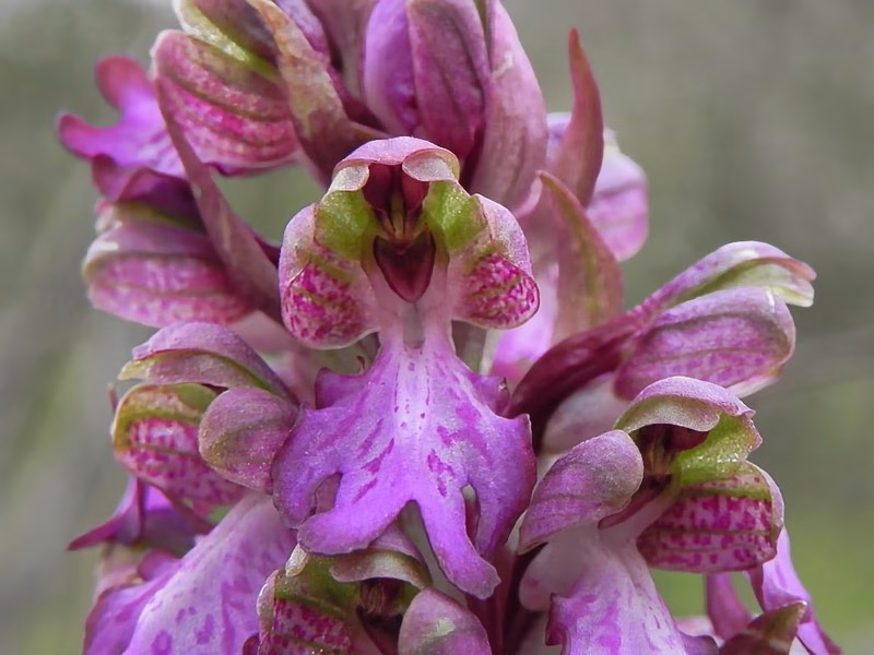 Close-up of Barlia robertiana, a wild orchid blooming in the Valley of Orchids, Sassano, Cilento.