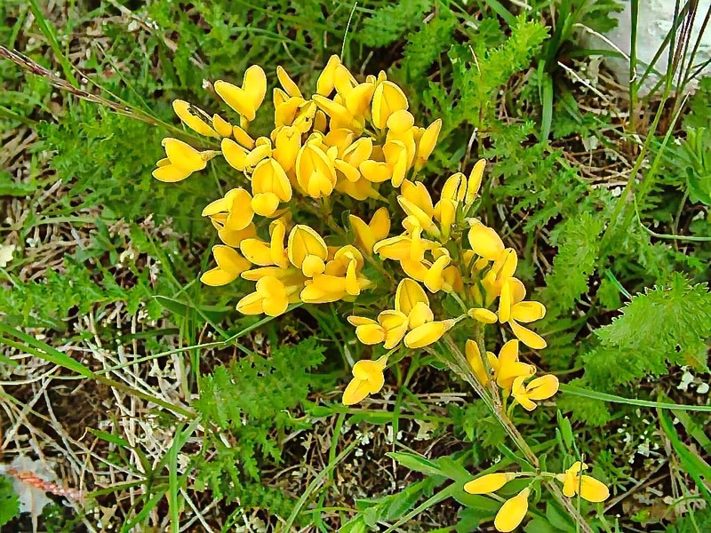 Close-up of a yellow wildflower blooming among ferns in the Valle delle Orchidee di Sassano, Cilento.