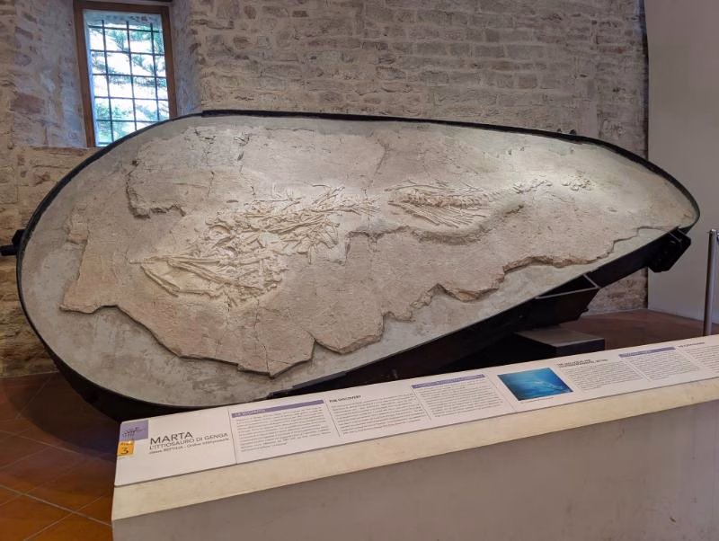 Venus of Frasassi fossil at the Genga Museum near the Frasassi Caves, Marche