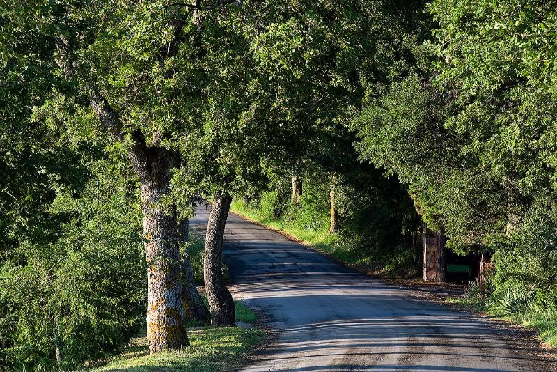 Narrow country lane between Pesaro and Urbino shaded by mature oak trees and dense green foliage.