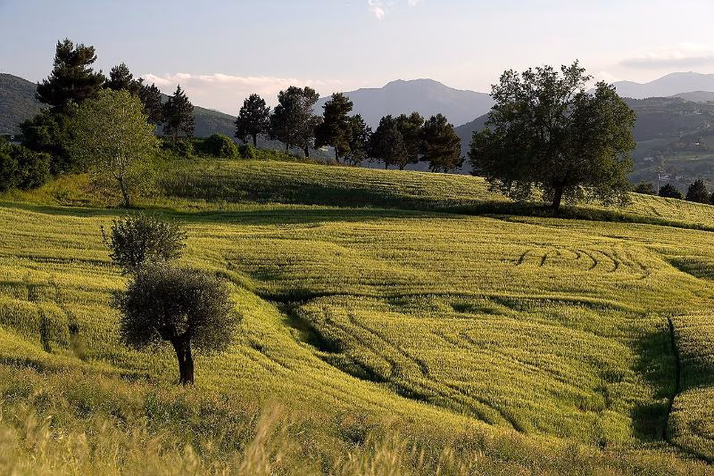 Rolling grain fields and lone trees in the late afternoon light of the northern Le Marche hills.