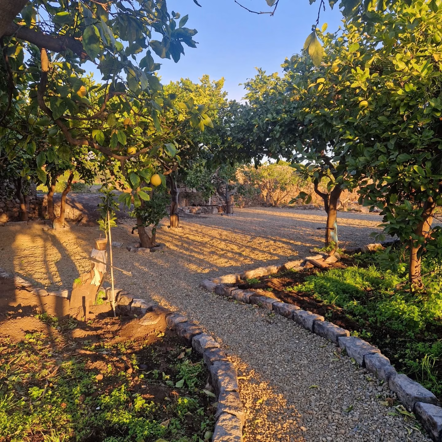 Cultivated land at Giusi’s family farm in eastern Sicily