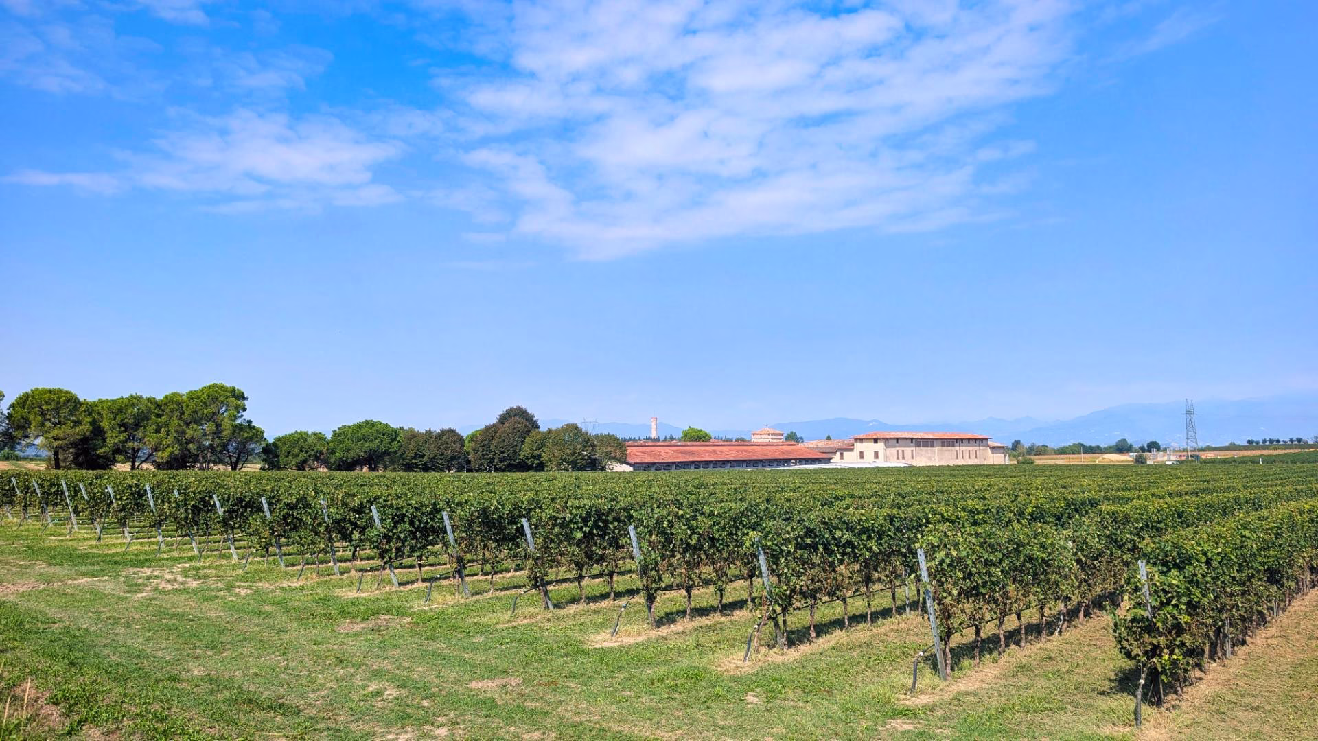 Rows of vines in the Lugana countryside south of Lake Garda