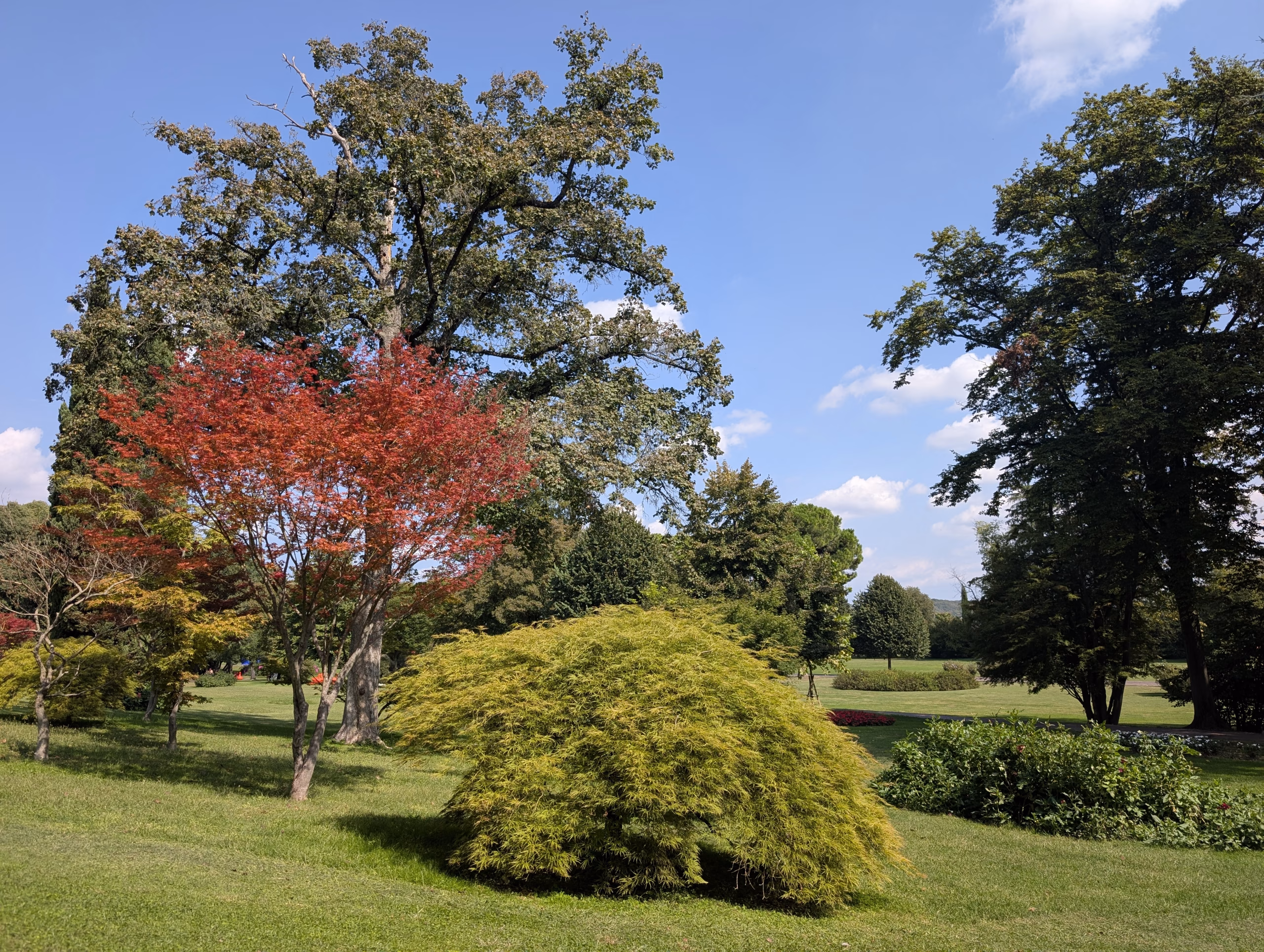 Red and green foliage beside a lawn at Parco Giardino Sigurtà