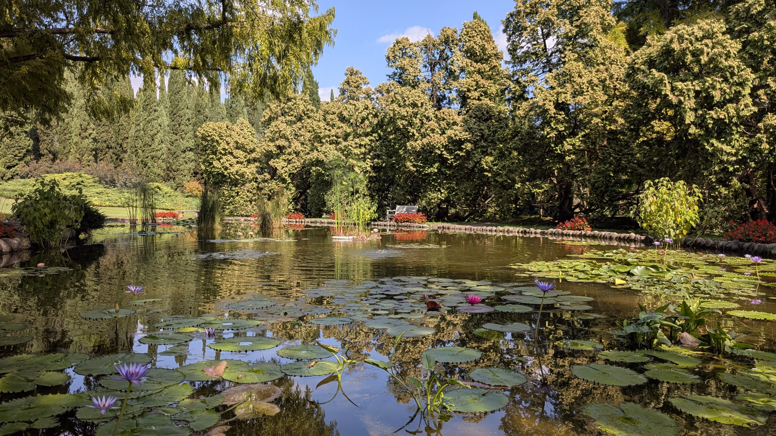 Water lilies on a pond surrounded by mature trees at Sigurtà
