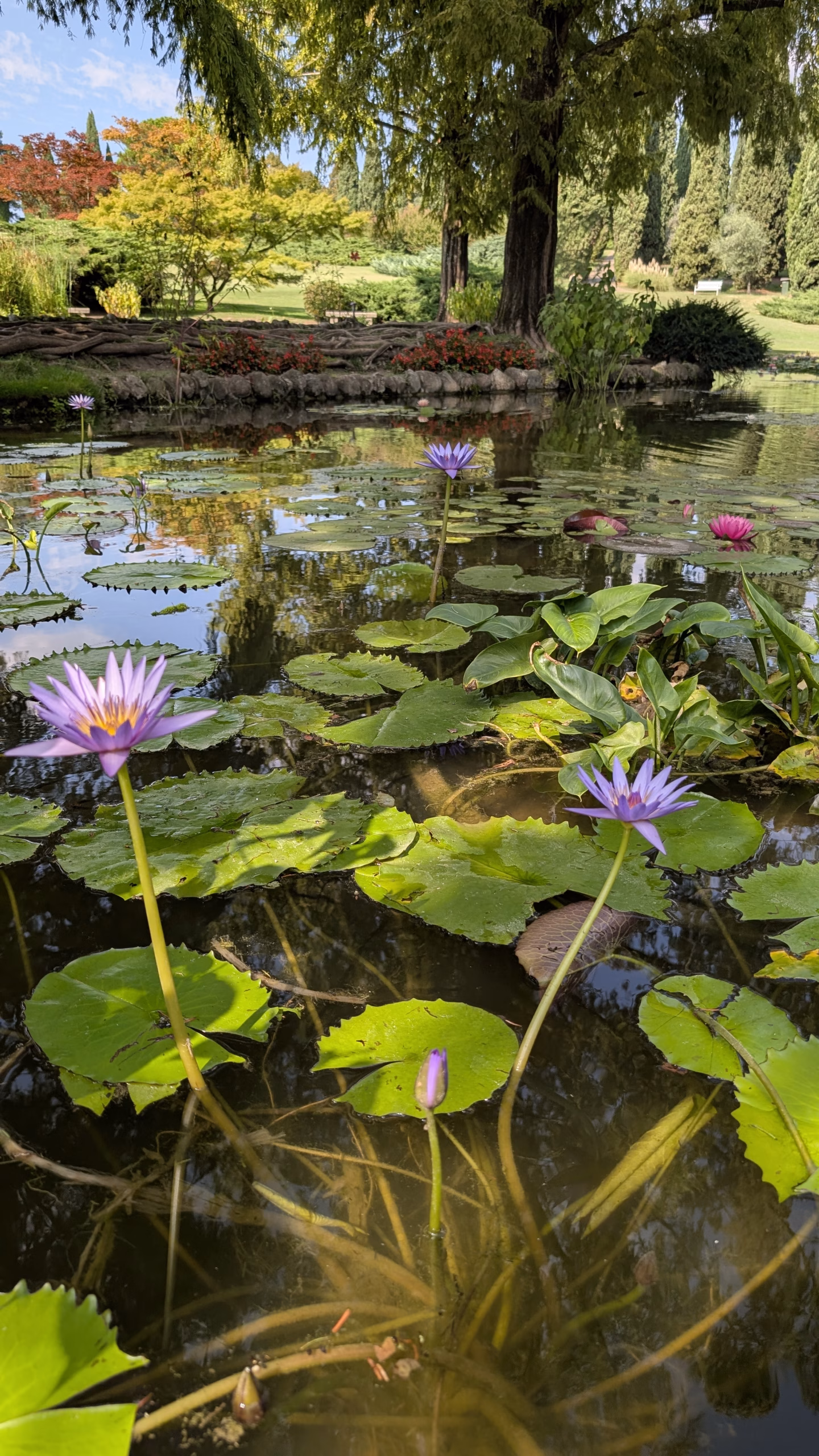 Pink and pale purple water lilies among floating leaves at Sigurtà
